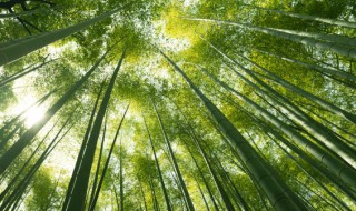 竹子的义意 竹子的寓意及用途