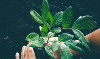 修剪树枝什么季节修剪最好 修剪树枝的季节介绍