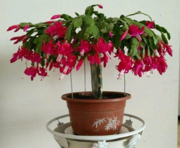 蟹爪兰什么时候嫁接成活率高 图解嫁接成活率最高的方法