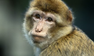 属猴几月出生最好命 属猴哪月出世好