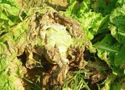 怎样防止白菜后期烂根烂心 大白菜烂根原因及喷药防治