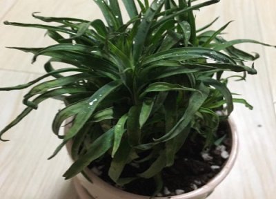 康乃馨适合什么盆 康乃馨适合大盆还是小盆