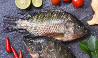 怎样挑选冬季吃的鱼苗 如何挑选冬季吃的鱼苗