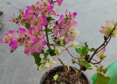 三角梅喜水还是喜旱 三角梅喜湿还是喜干旱