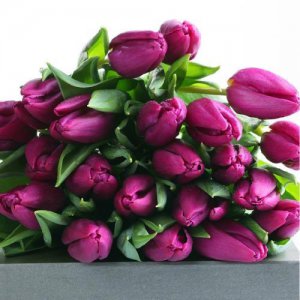 情人节送郁金香好吗 情人节送郁金香是什么意思