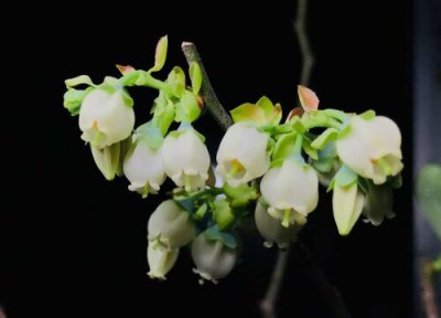 蓝莓树什么时候开花 花期是什么时候