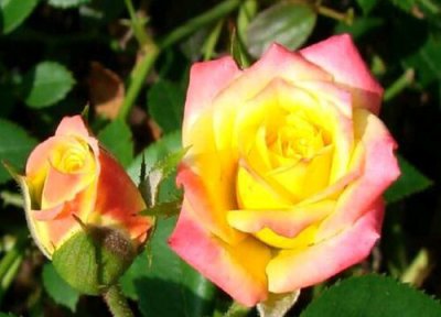 藤彩虹是藤本还是灌木 藤彩虹属于藤本还是灌木