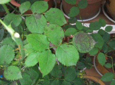 月季病虫害防治与用药方法 常见的6种病虫害防治指南