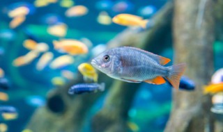 鱼缸滤芯多久清洗 鱼缸里的滤材多久需要更换一次