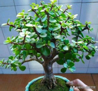 金枝玉叶盆栽怎么做造型 如何修剪金枝玉叶造型好看