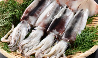 如何挑选优质墨鱼 如何挑选新鲜优质的墨鱼