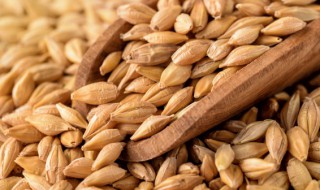 麦子怎么存放时间久 麦子如何存放时间长