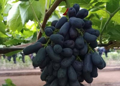 蓝宝石葡萄苗适合什么地方种植 种植条件要求