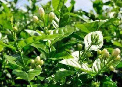 茉莉花开花后养护方法 如何养护茉莉花花开满枝头
