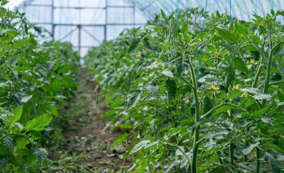 尿素属于什么肥料种类 施用尿素正确方法及注意事项