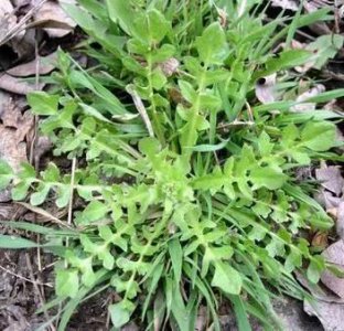 荠菜长什么样子图片 荠菜的识别要点和利用价值