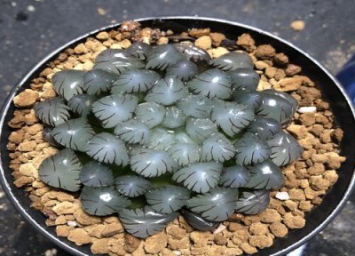 冬天应该如何养玉露 养殖窍门