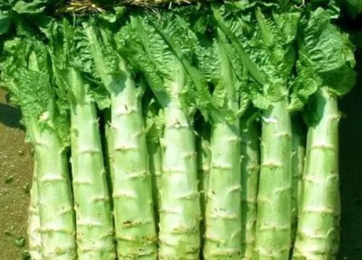 莴笋生长周期 莴笋打什么药好