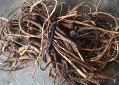 山豆根和北豆根一样吗 之间有什么区别