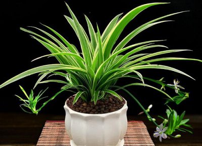 吊兰如何用水养 怎么把吊兰养护成瀑布