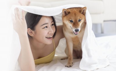 柴犬几个月算成年 一般正常成年柴犬的标准体型