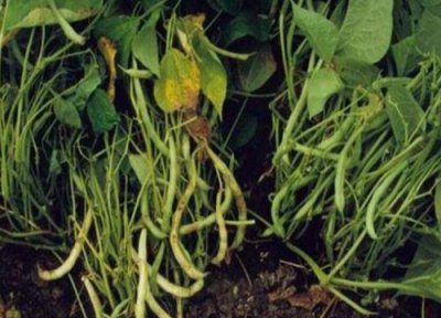 油菜病害及防治方法 油菜病虫害防治方法与技术措施