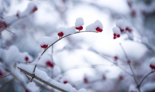大雪节气祝福语简短 大雪节气经典祝福语简短