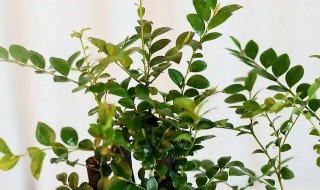 小叶紫檀冬天室内好养吗 小叶紫檀冬季养植方法介绍