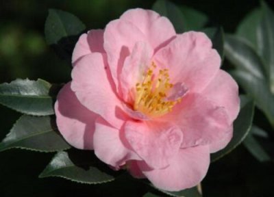 茶花畸形叶片是什么原因 如何养护