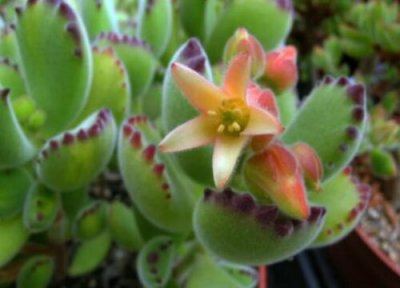 多肉怎么会开花呢 正确的认识多肉开花问题