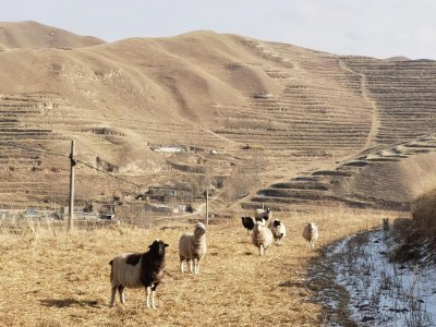 养羊50只一年赚多少钱 怎么养羊可以带来最大利润