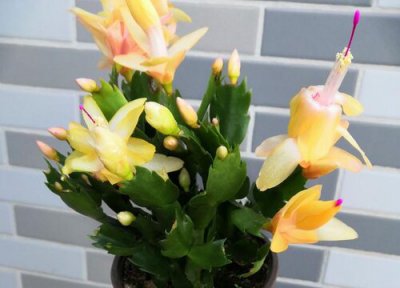 夏天怎么养护蟹爪兰 蟹爪兰夏天如何养护状态好