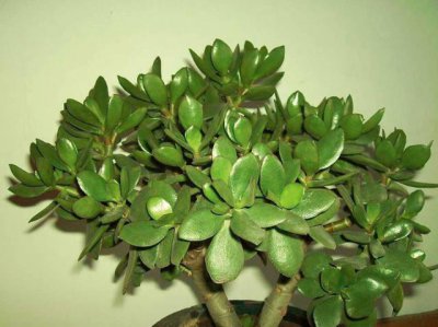 玉树有毒吗可不可以在室内养 玉树有毒为什么还有人养