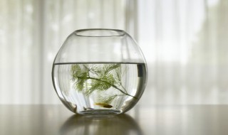 玄关门摆放什么物件好风水 玄关门摆放哪些东西对风水有帮助