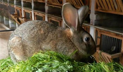 农村家养兔子都喂什么食物 农村养兔怎么配饲料它喜欢