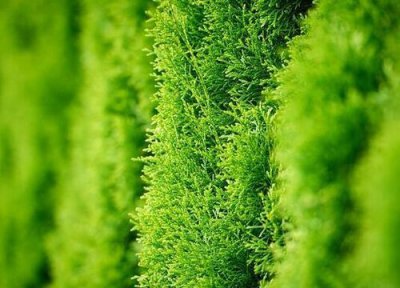 侧柏怎么修剪好看 侧柏什么时候修剪合适