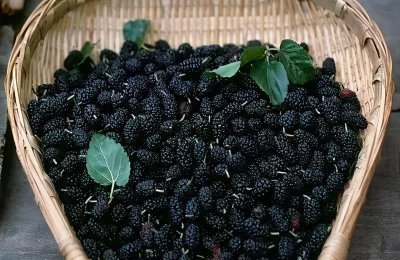 桑椹子特点 桑椹子的功效与作用