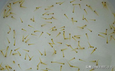 锦鲤水花的养殖技巧 锦鲤水花饲养技巧和注意事项分享