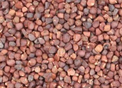 蔷薇种子播种时间 蔷薇种子什么时候播种最好