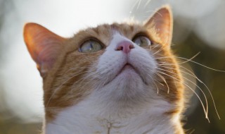 小猫不吃奶怎么办 小猫喂奶不吃怎么办