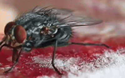 苍蝇是怎么滋生出来的 令人讨厌的苍蝇如何从蛆发育而来