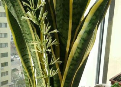 小虎尾兰开花吗 开花什么样子