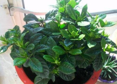 小盆栽栀子花怎么养护技巧 室内盆栽栀子花管理方法