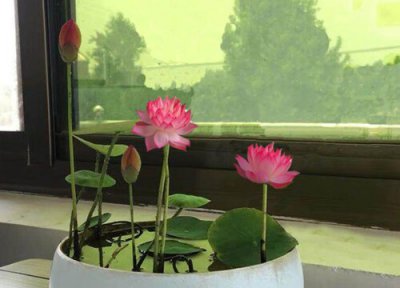 碗莲什么时候种进泥里 浸种的碗莲什么时候考虑入泥