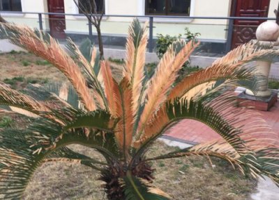 铁树种植中常见病害 铁树病虫害防治方法与技术