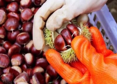 生板栗可以放冰箱冷冻保存吗 带壳生板栗保鲜保存方法