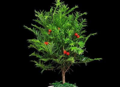 门前能种红豆杉树吗 门前可以种红豆杉树吗