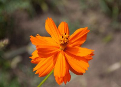 万寿菊耐寒 万寿菊怎么过冬天