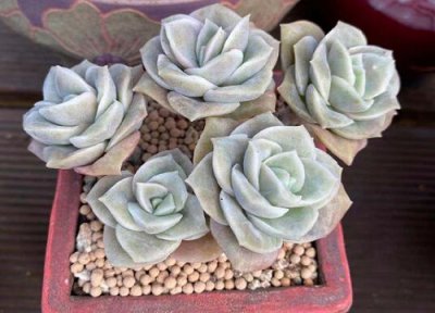 多肉穿裙子是什么情况怎么处理 多肉植物穿裙子什么意思