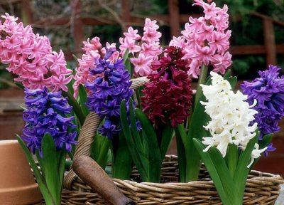 风信子花期时间 风信子花期是什么时候